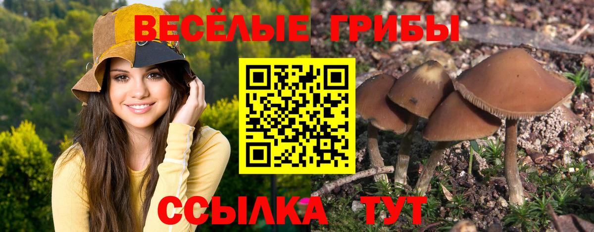 Псилоцибиновые грибы Cubensis Междуреченск