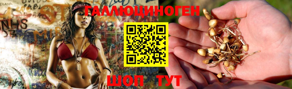 Галлюциногенные грибы Psilocybine cubensis Междуреченск